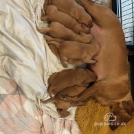 Labrador Retriever - Dogs