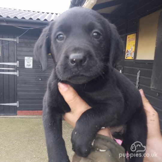 Labrador Retriever - Both