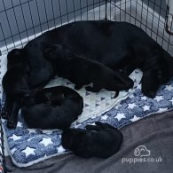 Labrador Retriever - Both