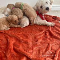 Maltipoo - Both