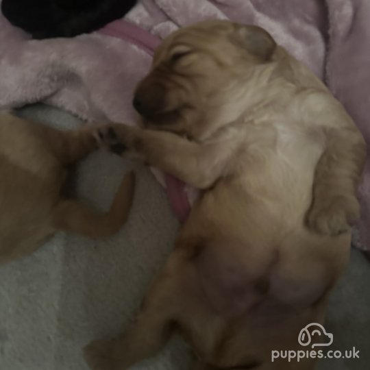 Mixed Breed - Both