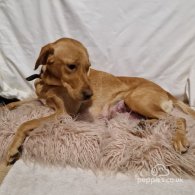Mixed Breed - Both