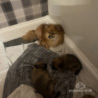 Pomeranian - Both