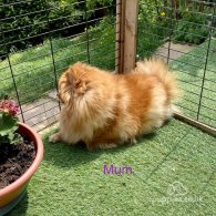 Pomeranian - Both