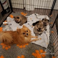 Pomeranian - Bitches
