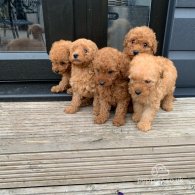 Poodle - Dogs