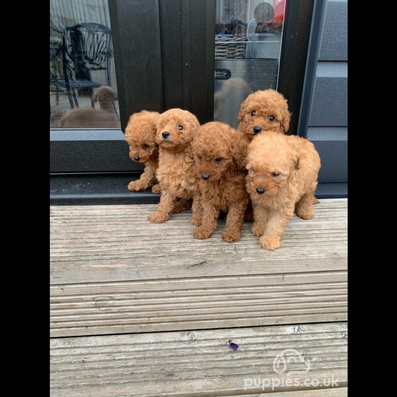 Poodle - Dogs