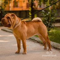 Shar Pei - Dogs