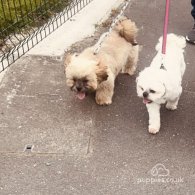 Shih Tzu - Both