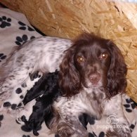 Sprocker Spaniel - Both