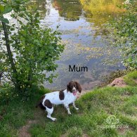 Sprocker Spaniel - Both
