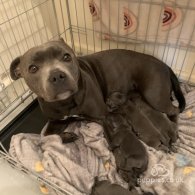 Staffordshire Bull Terrier - Both