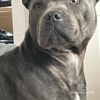 Staffordshire Bull Terrier - Both