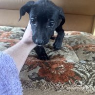 Staffordshire Bull Terrier - Both