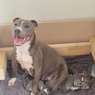 Staffordshire Bull Terrier - Bitches