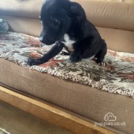 Staffordshire Bull Terrier - Both