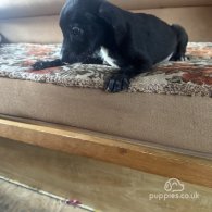 Staffordshire Bull Terrier - Both