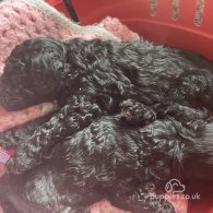Toy Poodle - Both