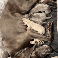 Weimaraner - Both