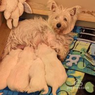 West Highland White Terrier - Both