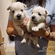 West Highland White Terrier - Dogs