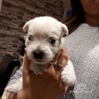 West Highland White Terrier - Dogs