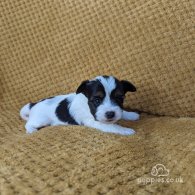 Yorkshire Terrier - Both