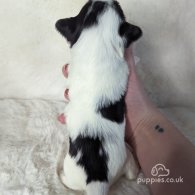 Yorkshire Terrier - Both