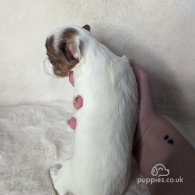 Yorkshire Terrier - Both