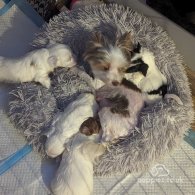 Yorkshire Terrier - Both