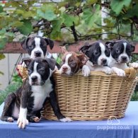 Boston Terrier - Dogs