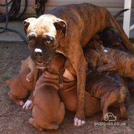 Boxer - Dogs