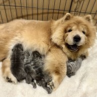 Chow Chow - Dogs