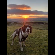 English Springer Spaniel