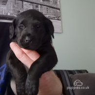 Labrador Retriever - Both