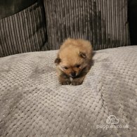 Pomeranian - Both