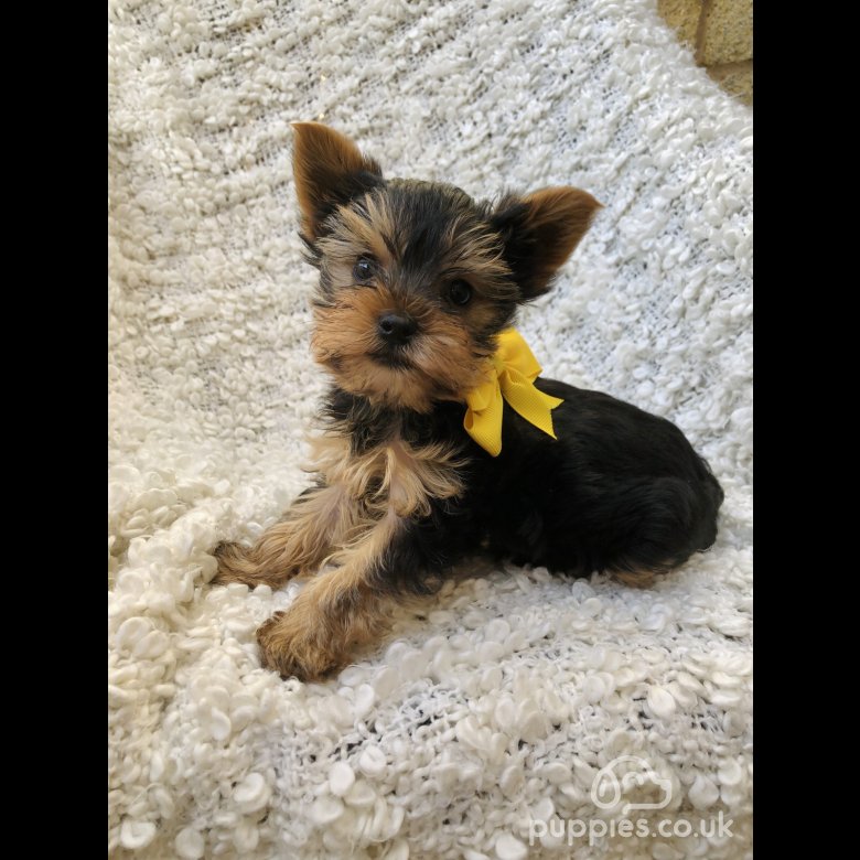 Yorkshire Terrier - Dogs