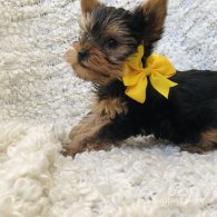 Yorkshire Terrier - Dogs