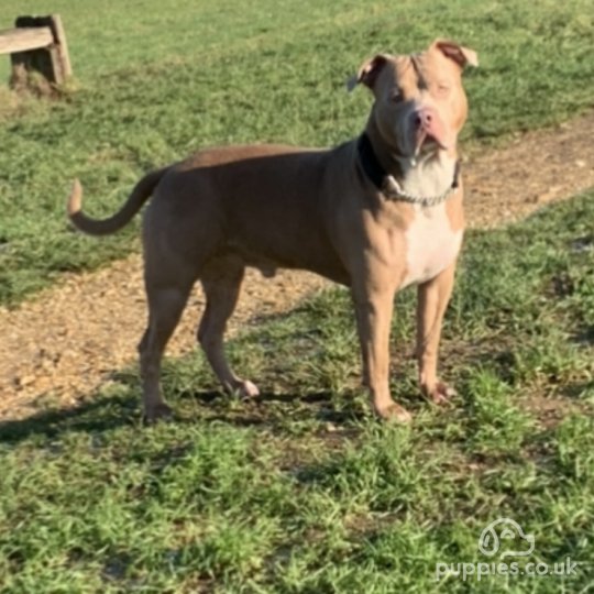 American Bulldog