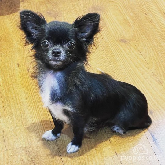Chihuahua puppies for Sale in the UK Chihuahua puppies for Sale in the UK