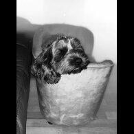 Cockapoo