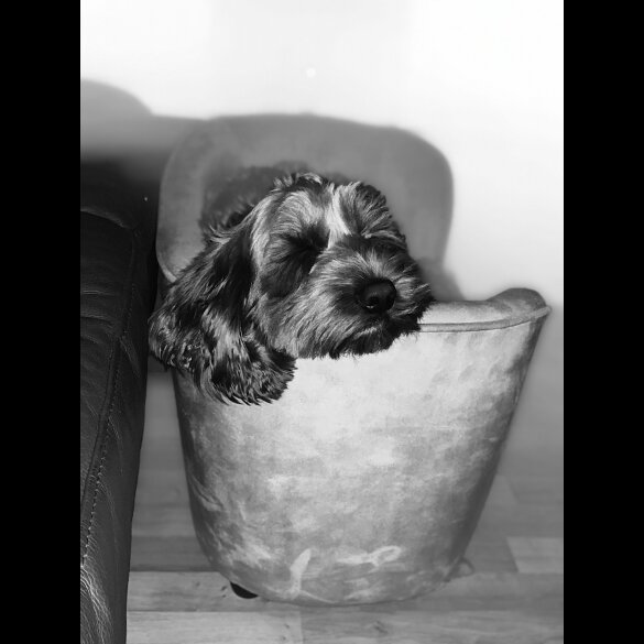Cockapoo