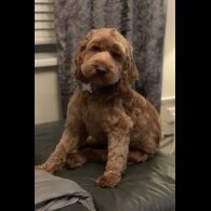 Cockapoo