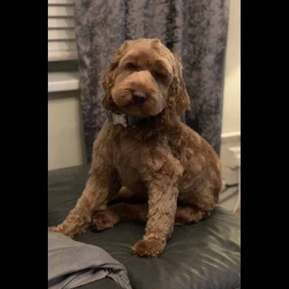 Cockapoo