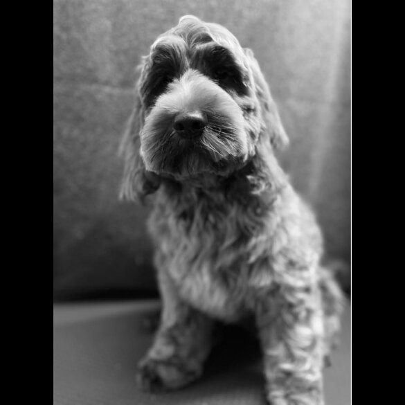 Cockapoo