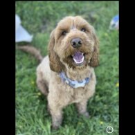 Cockapoo