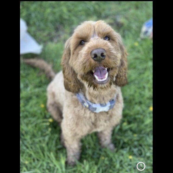 Cockapoo
