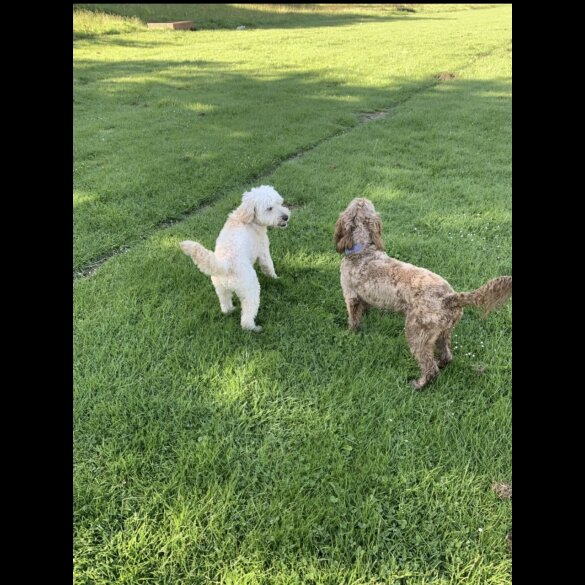Cockapoo