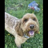 Cockapoo