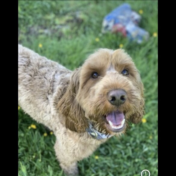 Cockapoo